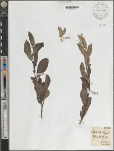 Salix sil[esiaca] - Lapponum
