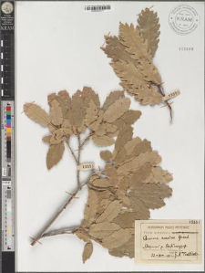 Quercus araxina Grossh.