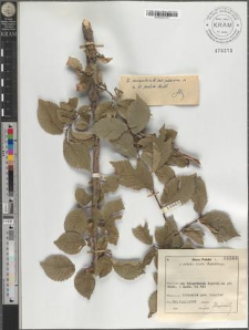 Ulmus campestris L. var. suberosa × scabra Mill.