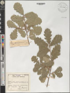 Quercus cfr. pubescens