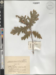 Quercus robur L. var. glabra (Godr.) Schwz. fo. vulgaris (A. DC.) Schwz.