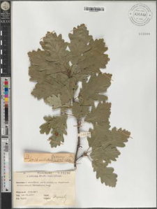 Quercus petraea (Mattuschka) Lieblein