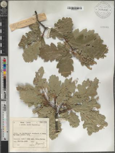 Q[uercus] sessilis × pubescens