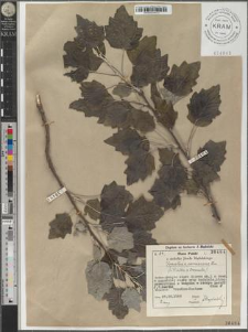 Populus ×canescens Sm.