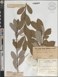 S[alix] cinerea L. fo. rotundifolia Döll.