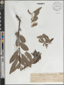 Salix aurita × viminalis Wim.