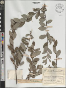 S[alix] cinerea L. × arenaria L.