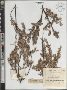S[alix] cinerea L. × rosmarinifolia L.