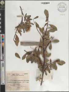 S[alix] Kitaibeliana Willd.