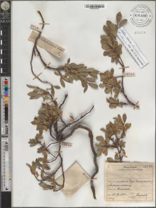 Salix retusa L.