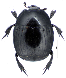 Margarinotus striola succicola (Thomson, 1862)