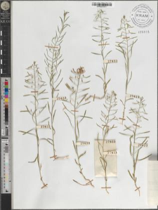Thesium ebracteatum Hayne