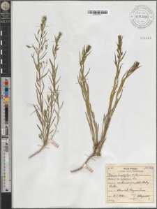 Thesium linophyllon L. var. latifolium Wim.