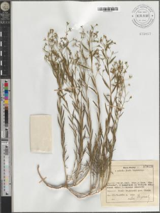 Thesium linophyllon L.