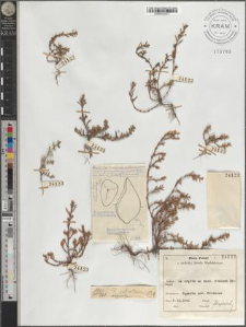 P[olygonum] calcatum × aequale
