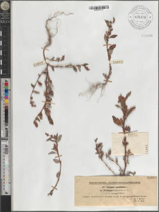Polygonum lapathifolium L. subsp. Brittingeri (Opiz) Rech. fil.