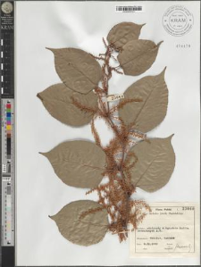Polygonum cuspidatum Sieb. et Zucc.