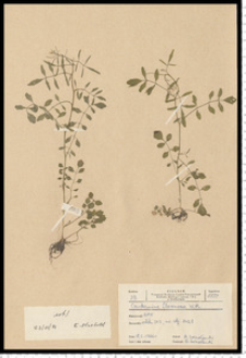 Cardamine flexuosa With.