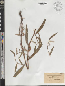 Polygonum Persicaria × minus Aschs.