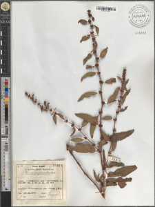 Rumex conglomeratus Murr.