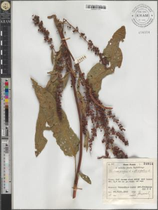 Rumex crispus L. × obtusifolius L.