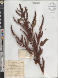 Rumex obtusifolius L. subsp. silvestris (Wallr.) Rech. pat.