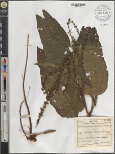 Rumex obtusifolius L. subsp. transiens (Simk.) Rech. fil.