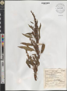 Rumex obtusifolius L. subsp. transiens (Simk.) Rech. f.