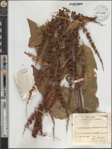 Rumex obtusifolius L.