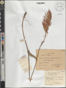 Rumex thyrsiflorus Fing. var. hirtivalvus mihi