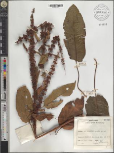 Rumex sp.