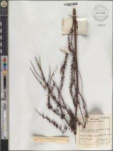 Rumex obtusifolius subsp. silvestris