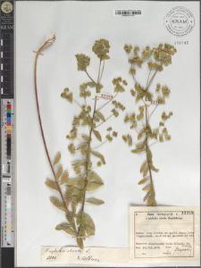 Euphorbia stricta L.