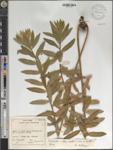 Euphorbia villosa Waldst. et Kit. ex Willd. s. l.