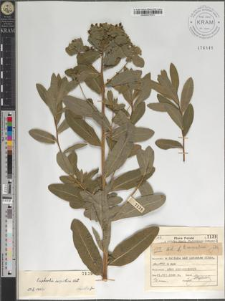 E[uphorbia] carpatica