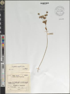 Euphorbia angulata Jacq.