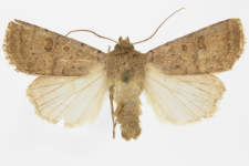 Hoplodrina blanda