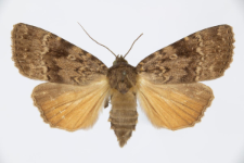 Amphipyra pyramidea