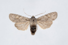 Acronicta euphorbiae