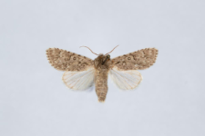 Acronicta euphorbiae