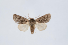 Acronicta euphorbiae