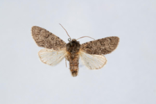 Acronicta euphorbiae