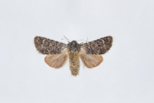 Acronicta euphorbiae