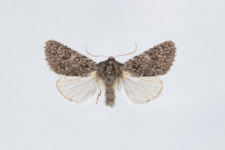 Acronicta euphorbiae
