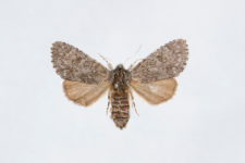 Acronicta euphorbiae