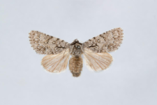 Acronicta euphorbiae