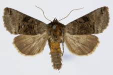 Abrostola tripartita
