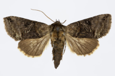 Abrostola triplasia
