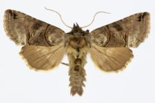 Abrostola triplasia