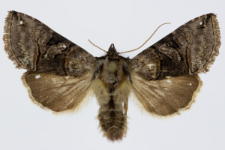 Abrostola triplasia